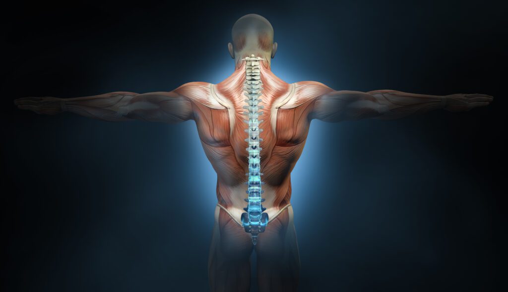 3D illustration showing back muscles of a man with glowing spine